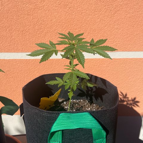 Wedding Cake growlog timeline photo