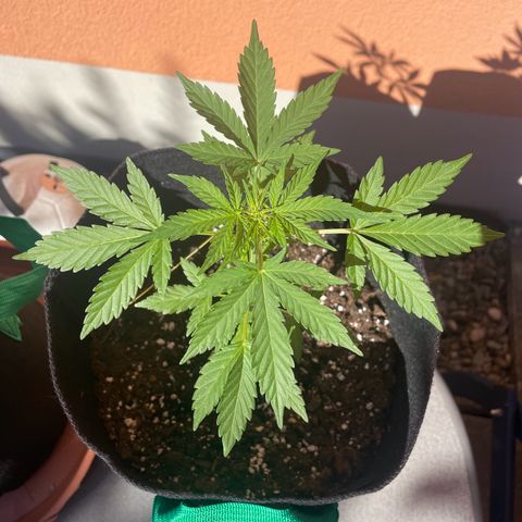 Wedding Cake growlog timeline photo