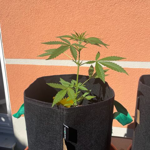  Royal Kush growlog timeline photo