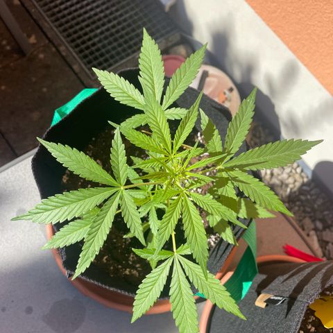  Royal Kush growlog timeline photo