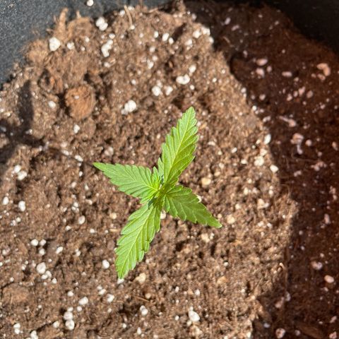 Wedding Cake growlog timeline photo