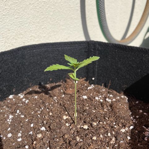 Wedding Cake growlog timeline photo