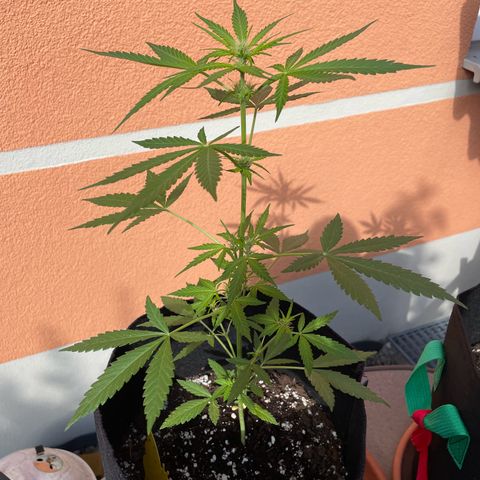  Royal Kush growlog timeline photo