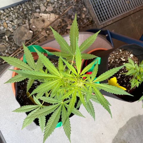  Royal Kush growlog timeline photo