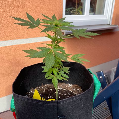 Wedding Cake growlog timeline photo