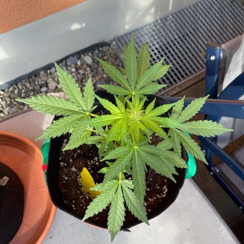 Wedding Cake growlog timeline photo