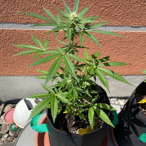  Royal Kush growlog timeline photo