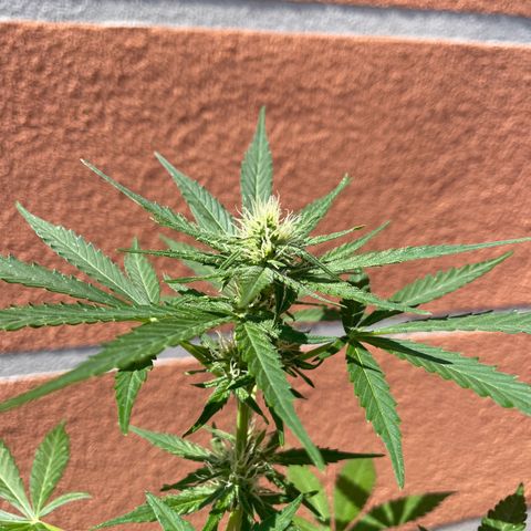  Royal Kush growlog timeline photo