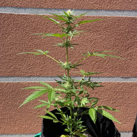  Royal Kush growlog timeline photo