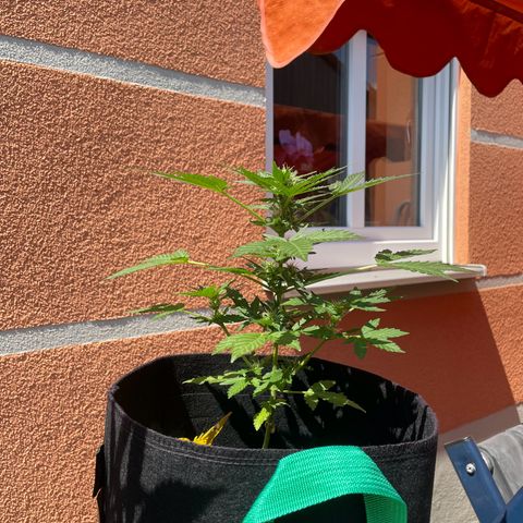 Wedding Cake growlog timeline photo