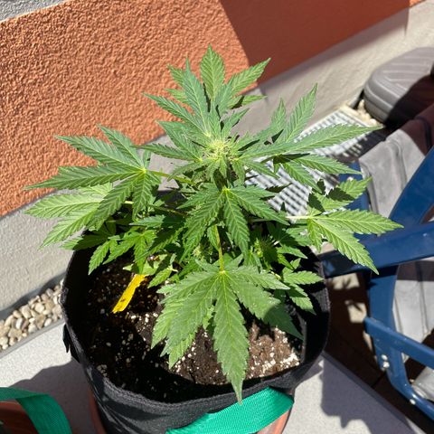 Wedding Cake growlog timeline photo