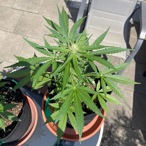  Royal Kush growlog timeline photo