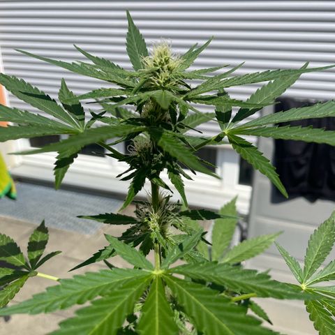 Royal Kush growlog timeline photo