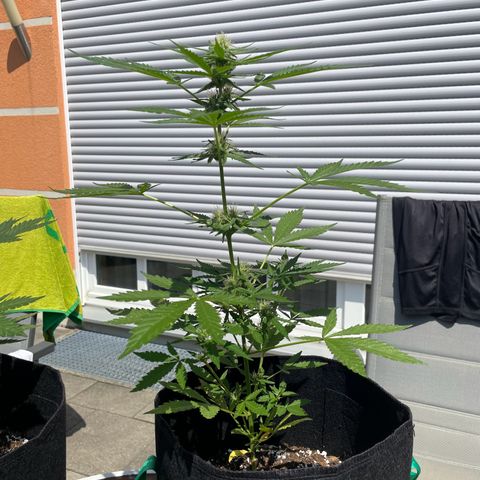  Royal Kush growlog timeline photo