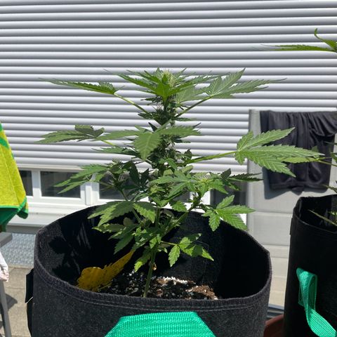 Wedding Cake growlog timeline photo