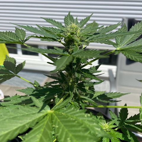 Wedding Cake growlog timeline photo