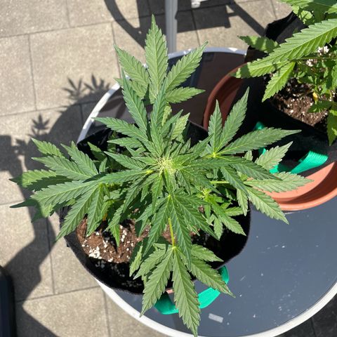 Wedding Cake growlog timeline photo