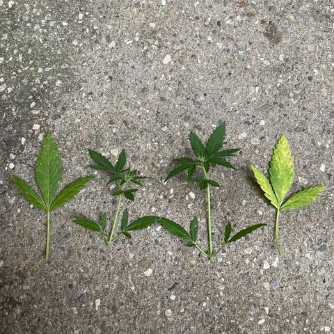  Royal Kush growlog photo: cut up