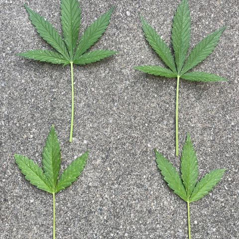  Royal Kush growlog timeline photo