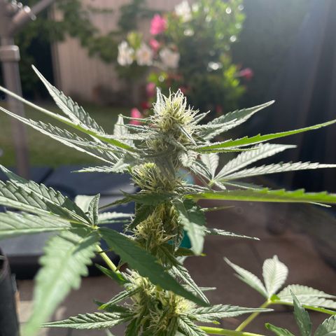  Royal Kush growlog timeline photo