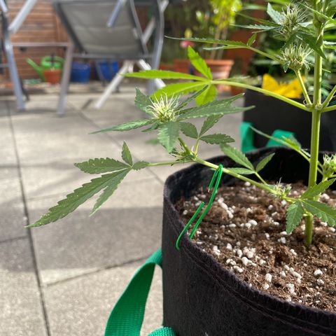  Royal Kush growlog timeline photo
