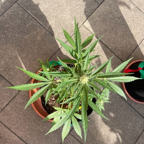  Royal Kush growlog timeline photo