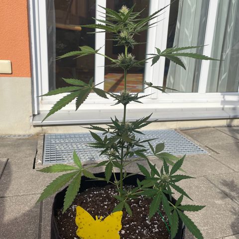  Royal Kush growlog timeline photo