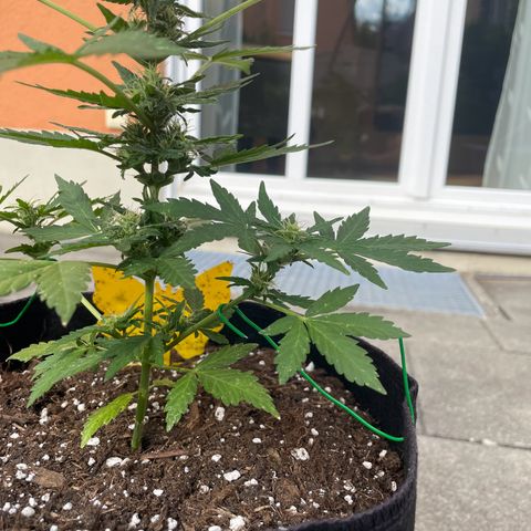 Wedding Cake growlog timeline photo