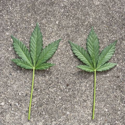 Wedding Cake growlog timeline photo