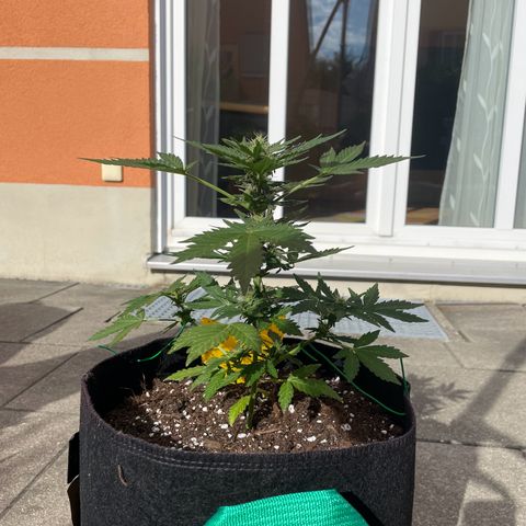 Wedding Cake growlog timeline photo