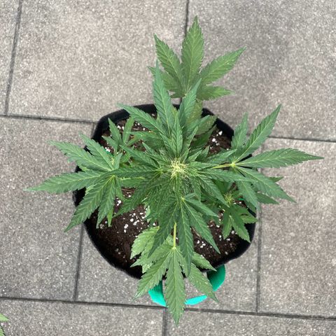 Wedding Cake growlog timeline photo