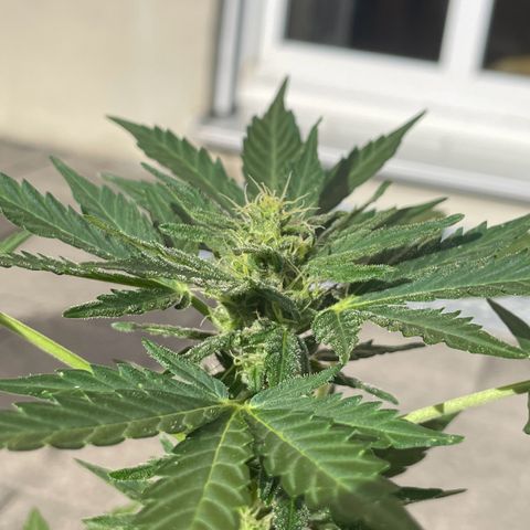 Wedding Cake growlog timeline photo