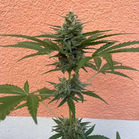  Royal Kush growlog timeline photo