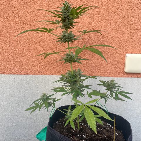  Royal Kush growlog timeline photo