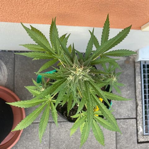  Royal Kush growlog timeline photo