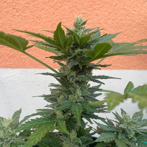 Wedding Cake growlog timeline photo