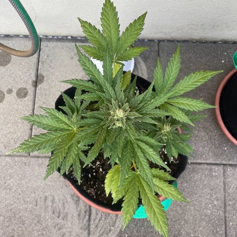 Wedding Cake growlog timeline photo
