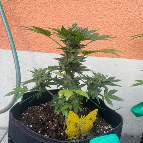 Wedding Cake growlog timeline photo