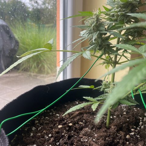  Royal Kush growlog timeline photo