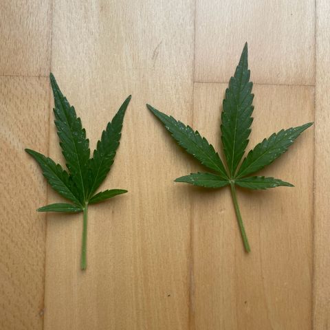  Royal Kush growlog timeline photo