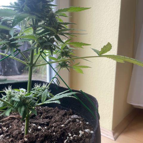  Royal Kush growlog timeline photo