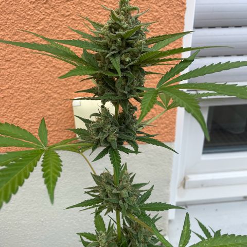  Royal Kush growlog timeline photo