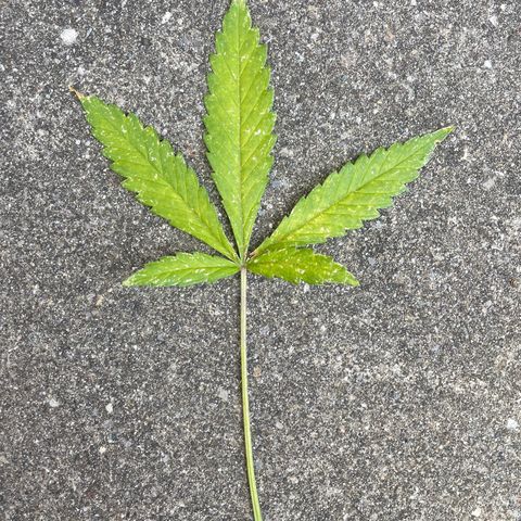  Royal Kush growlog timeline photo