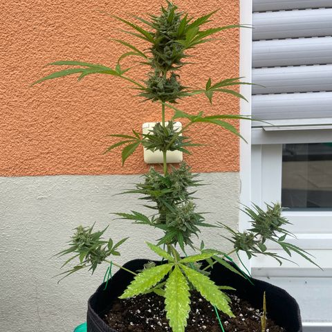  Royal Kush growlog timeline photo