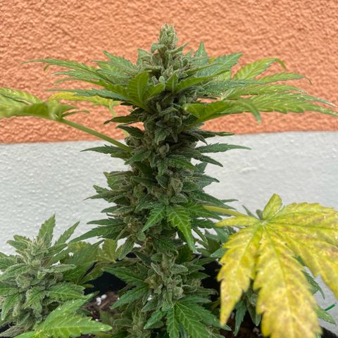Wedding Cake growlog timeline photo