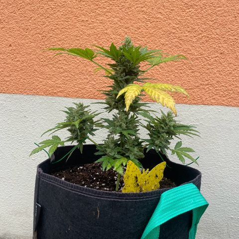 Wedding Cake growlog timeline photo
