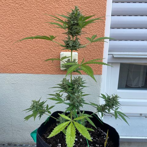  Royal Kush growlog timeline photo