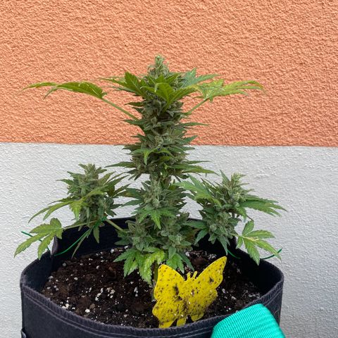 Wedding Cake growlog timeline photo