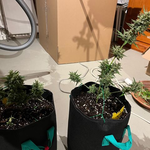 Wedding Cake growlog timeline photo