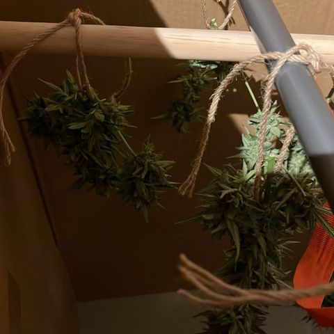 Wedding Cake growlog timeline photo